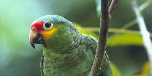 Belize Jungle Safety