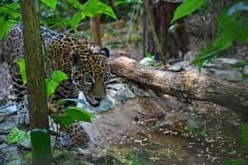 Jaguar at Belize Zoo