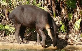 Mountain Cow Tapir