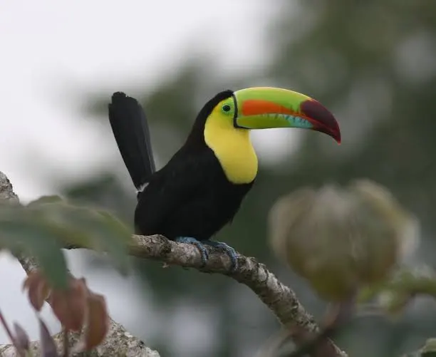 Keel Billed Toucan